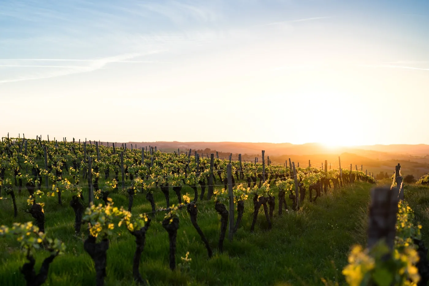 Weinreben in einem Weinberg im Abendlicht