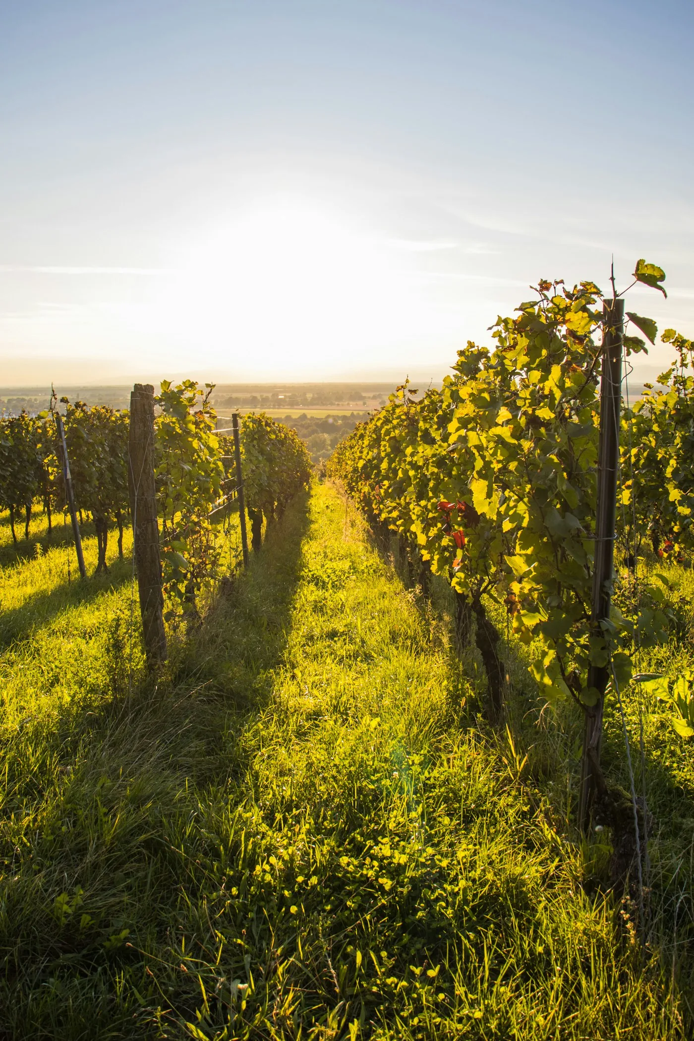 When a winery opens for the season: reaching the regulars who drive to you
